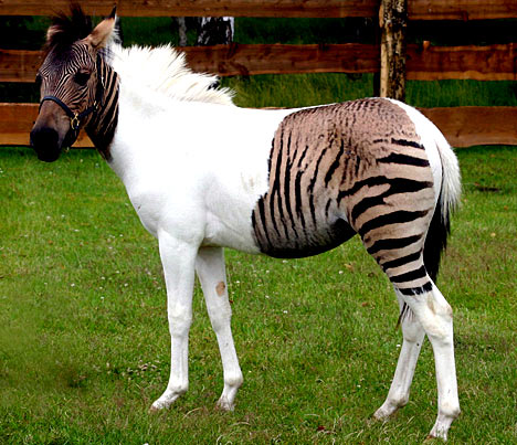 ZebraHorseEPA_468x403.jpg