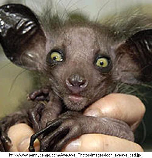 madagascar-aye-aye-1.jpg