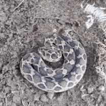 viper-snake.gif