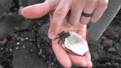 tumblr_lw53y9IdcU1qzqrpyo1_250.gif