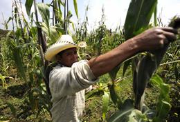 news.2010.375.mexican.jpg