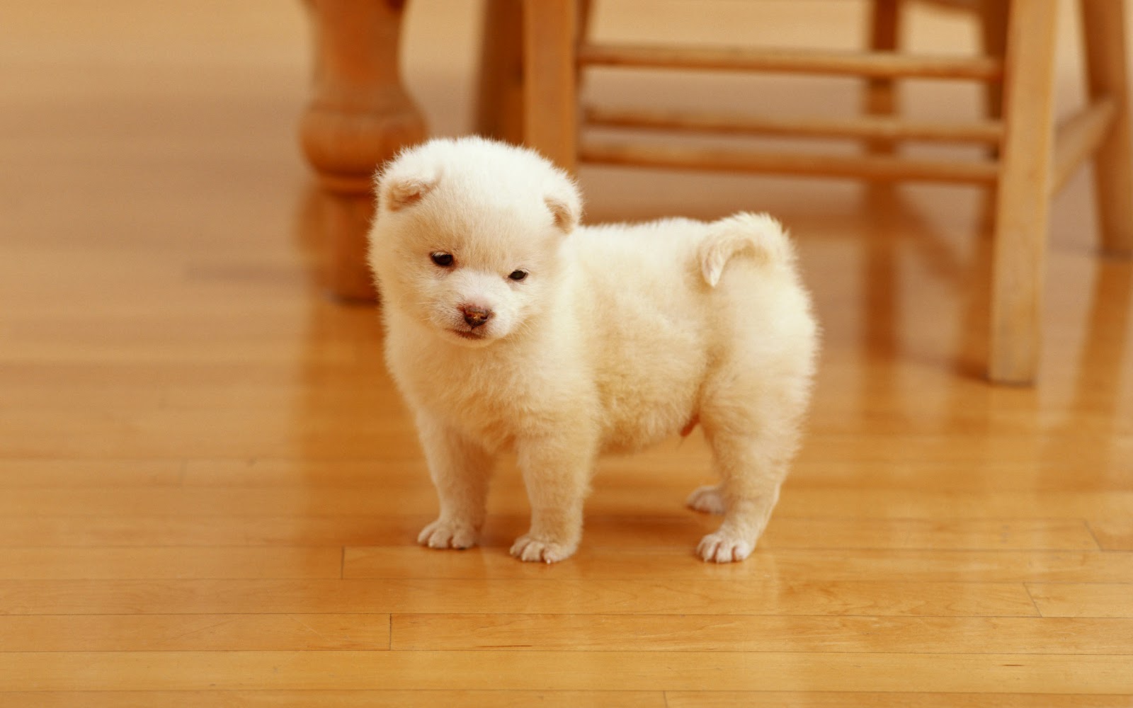 Cute+Dog.jpg