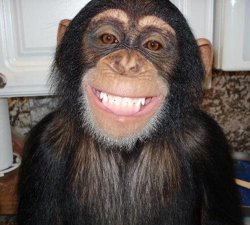 chimp-for_rent_1.jpg