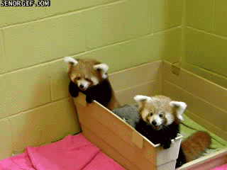 1298288054906.gif