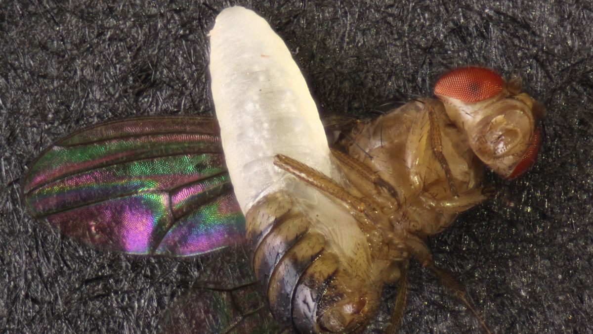 www.livescience.com