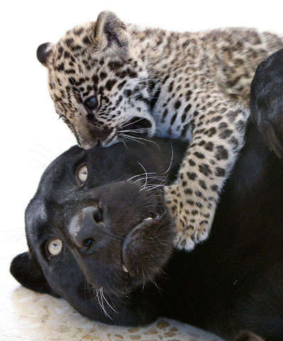 jaguar6.jpeg