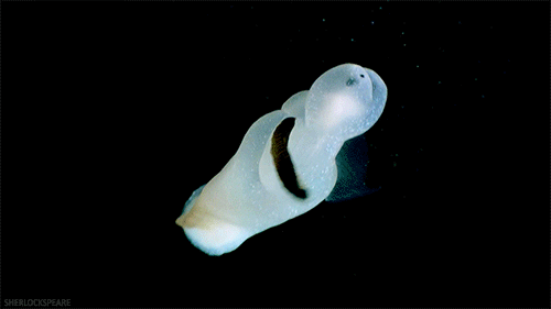 tumblr_m2qct5bs1w1qewsw4o2_500.gif