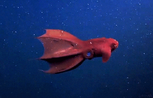 bd6aa315ec2aabe1c6b61738bcaeccca.gif