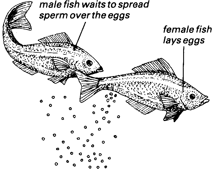 fish%2Bspawning.gif