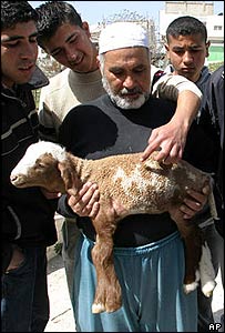 _39969439_lamb300bodyap.jpg