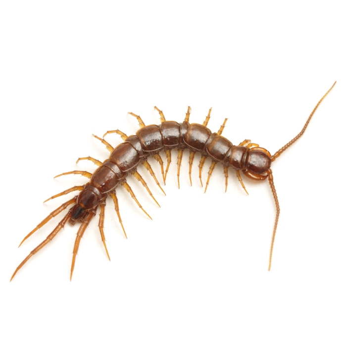 centipede.jpg