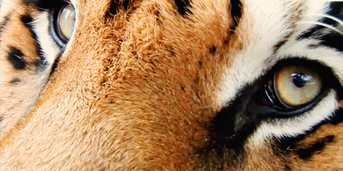tumblr_m2avycPzCK1qcplxao1_500.gif