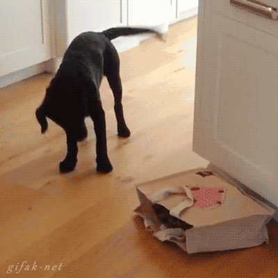 tumblr_n2mxxbVyIn1s2yegdo1_400.gif