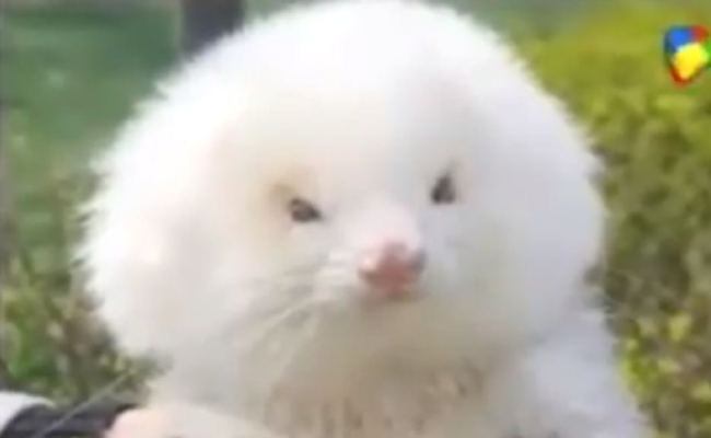 ferretpoodle.jpg