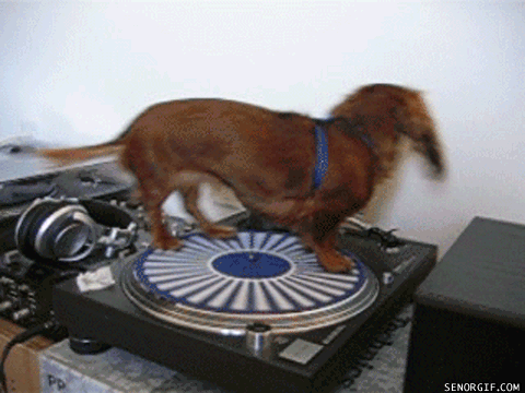 animalsinaction04.gif