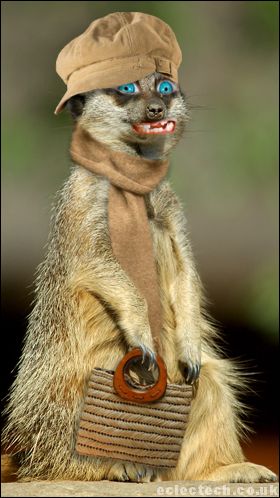 meerkatbrownhat.jpg