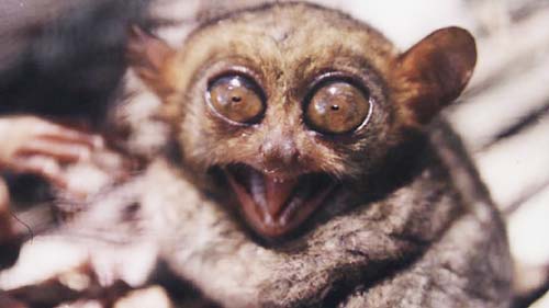 Angrytarsier.jpg