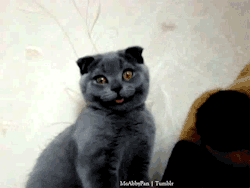 tumblr_mcb2y5lk9q1r7fh8co1_250.gif