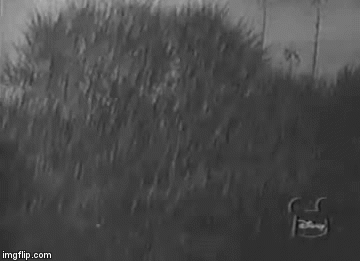 2jxe48.gif