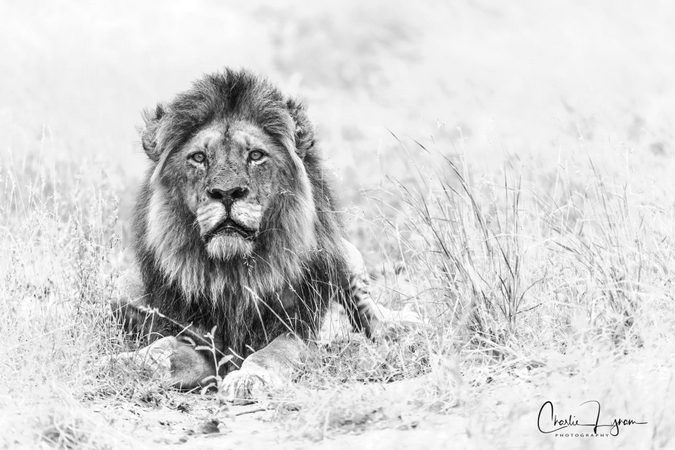 bw-skye-the-lion.jpg