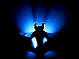 tumblr_o6j9fhL7t41rrkahjo2_400.gif