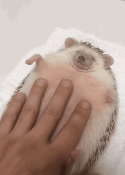 tumblr_nur7l79BIJ1s02vreo2_250.gif