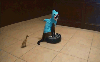 tumblr_mr44gqV20d1s3evsto1_400.gif