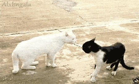 tumblr_mu3x4vC19r1szgkgbo1_500.gif