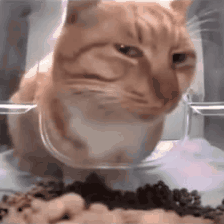 sus-cat.gif