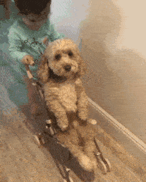 stroller-ride.gif
