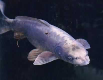 carp-human-face.jpg