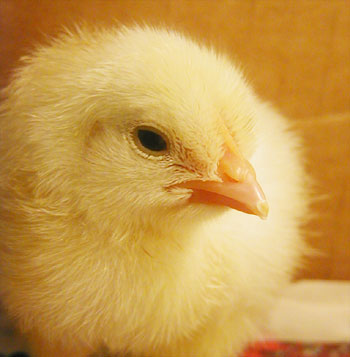 chicken-little.jpg