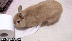 bunny-toiler-paper.gif