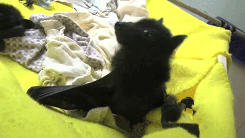 tumblr_o38lq7eZcT1v5hi49o1_500.gif