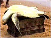 _40985521_turtle3.jpg
