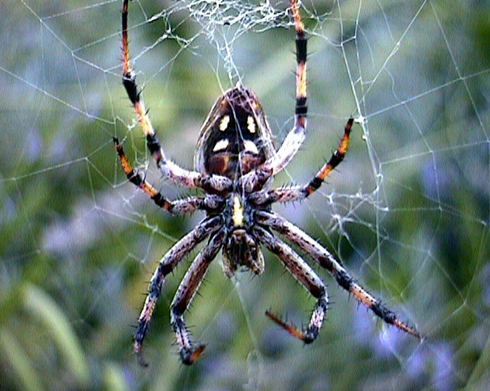 spider.jpg