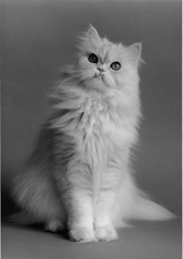 Persian_Cat.jpg