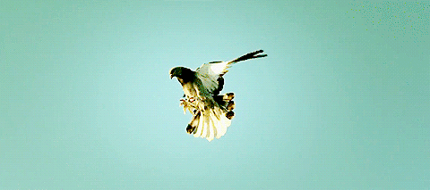 153877.gif