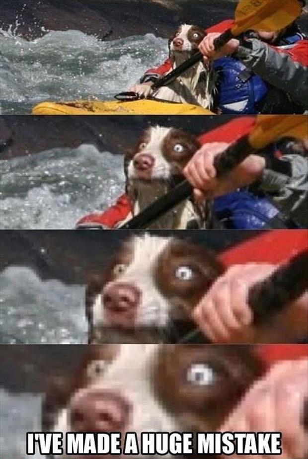 funny-dog-on-boat.jpg