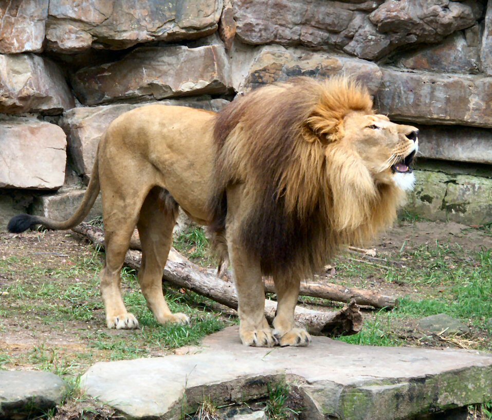 LionRoarVG052203_6959C.JPG