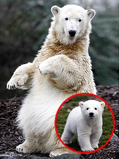 polarbear_knut240.jpg