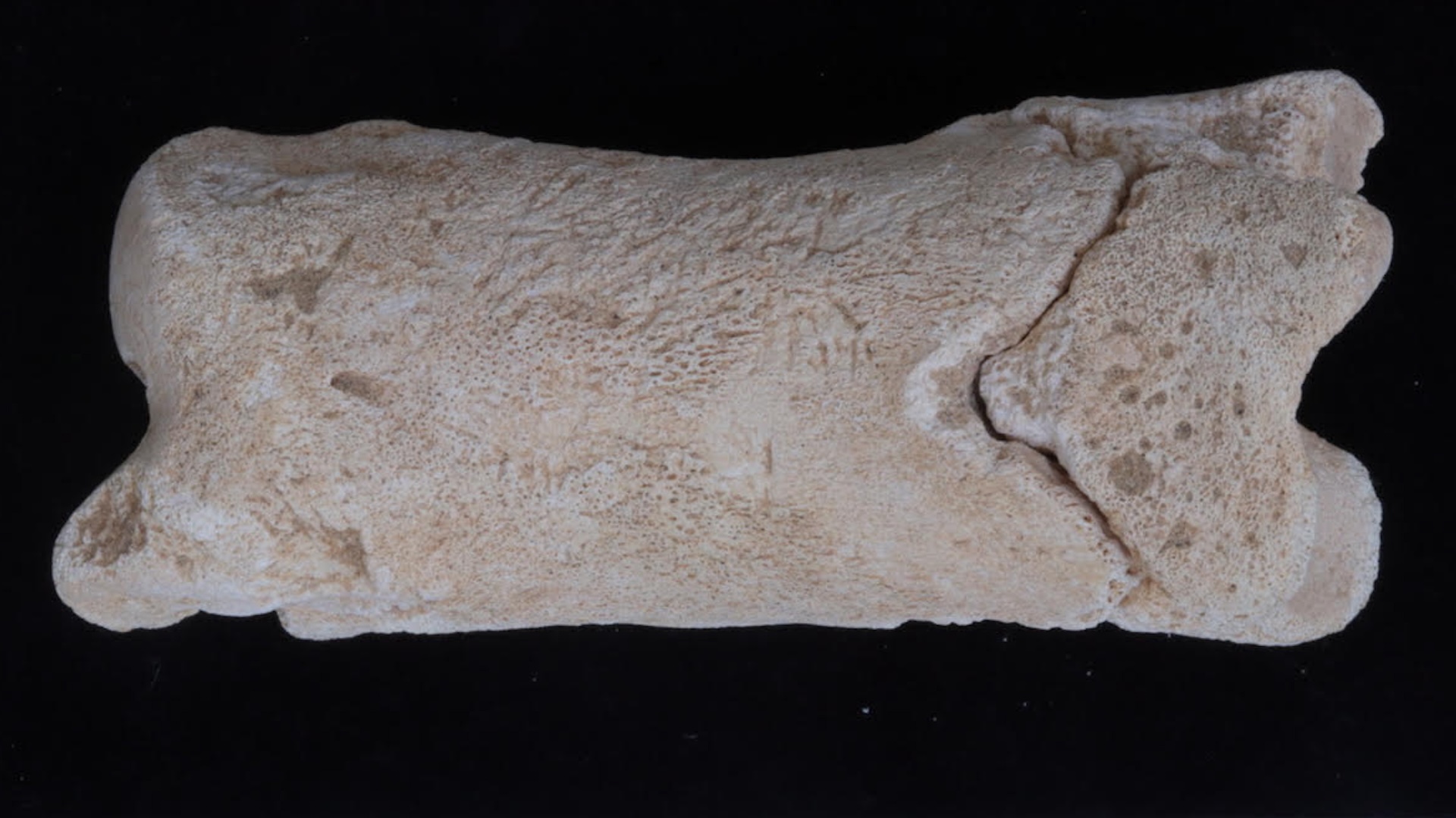 www.livescience.com