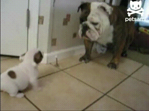 best-dog-gifs-puppy-versus-bulldog.gif