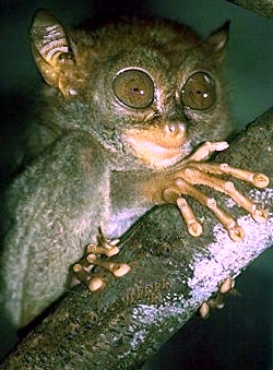 Philippine_sarangani_tarsier.jpg
