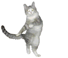 dancing-cat.gif