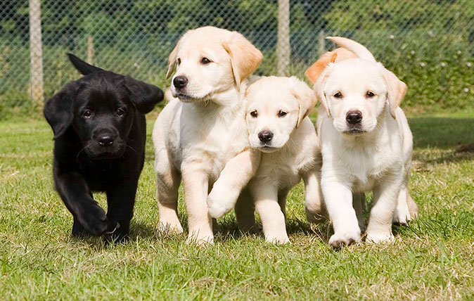 pups1.jpg