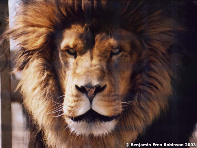 K03-lion-br-03.jpg