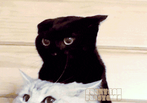 tumblr_mb9n4dEVvc1r16ull.gif