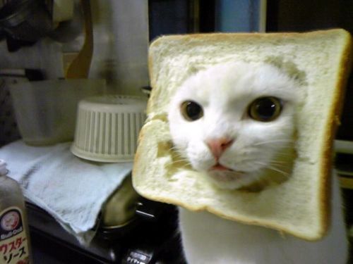 tumblr_lpiqu3C6wg1qhwmnpo1_500.jpg