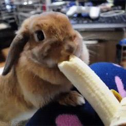 rabbit-banana-gif.gif